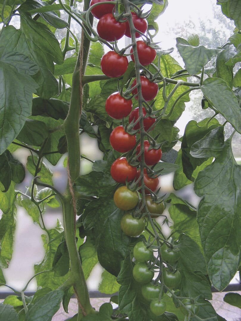 tonatico-rajcica-proseed