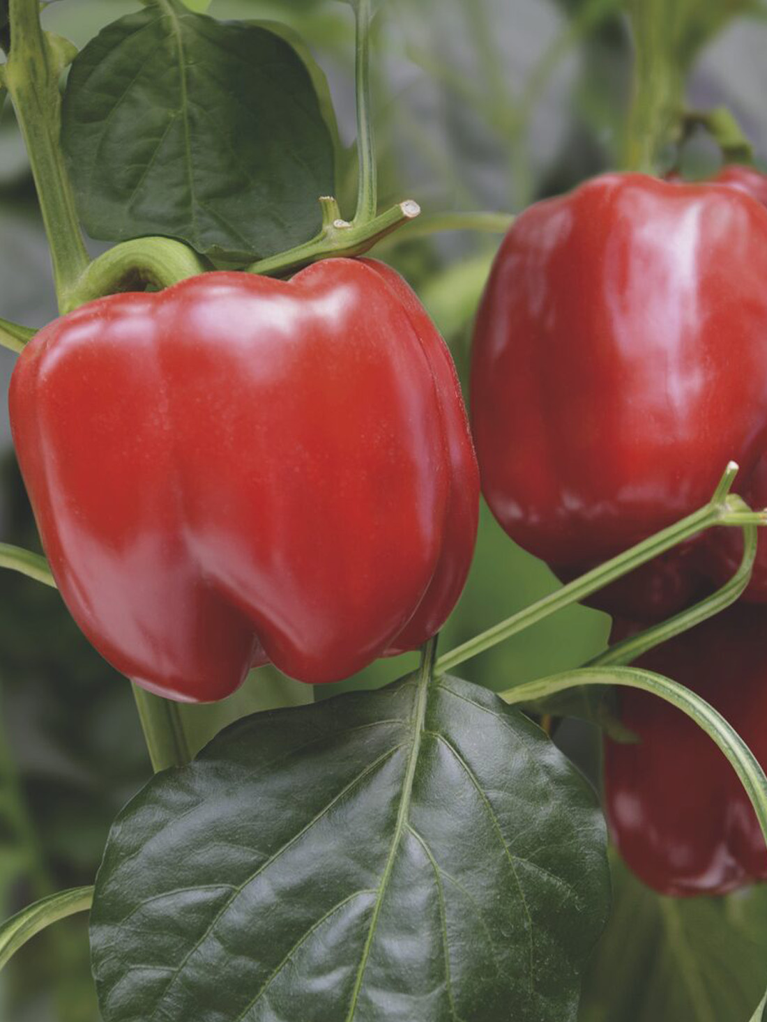 Paprika