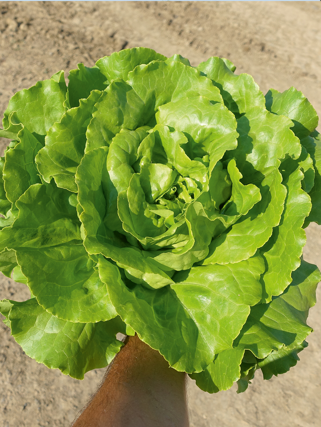 floris-salata-proseed