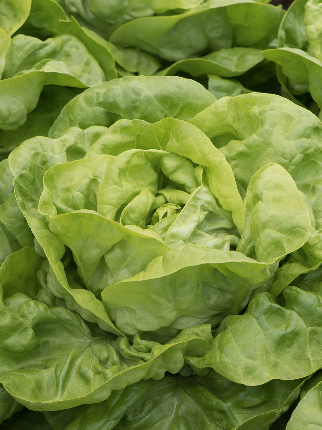 luceris-salata-proseed