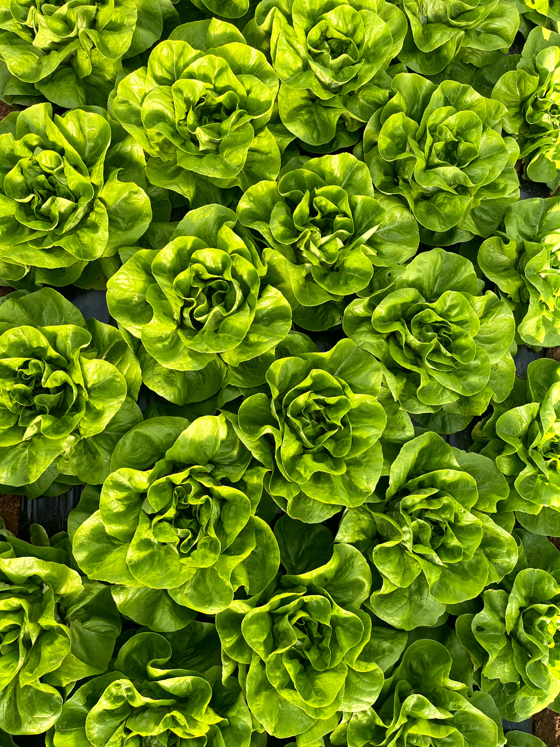 Salata